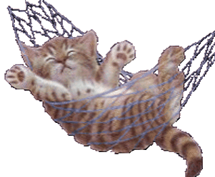 sleeping cat